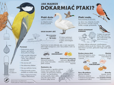 Infrografika - Jak mądrze dokarmiać ptaki